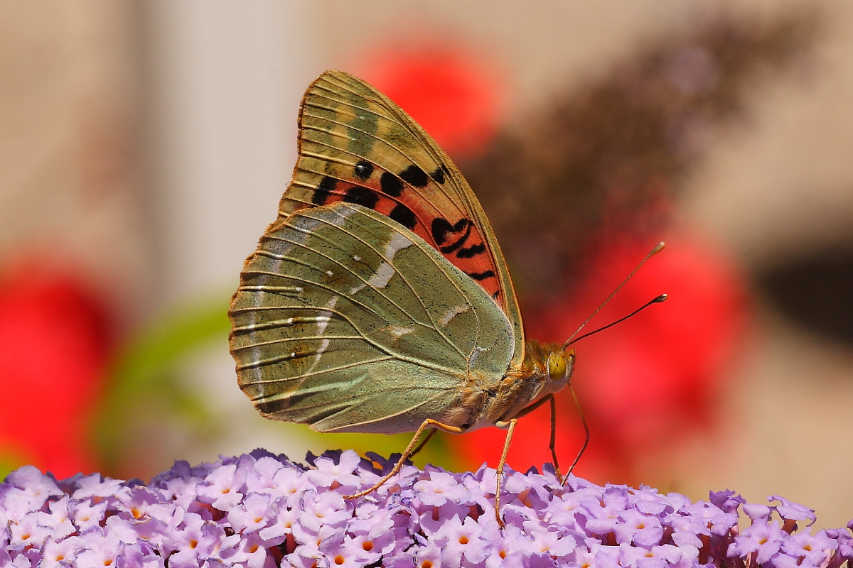 Argynnis pandora